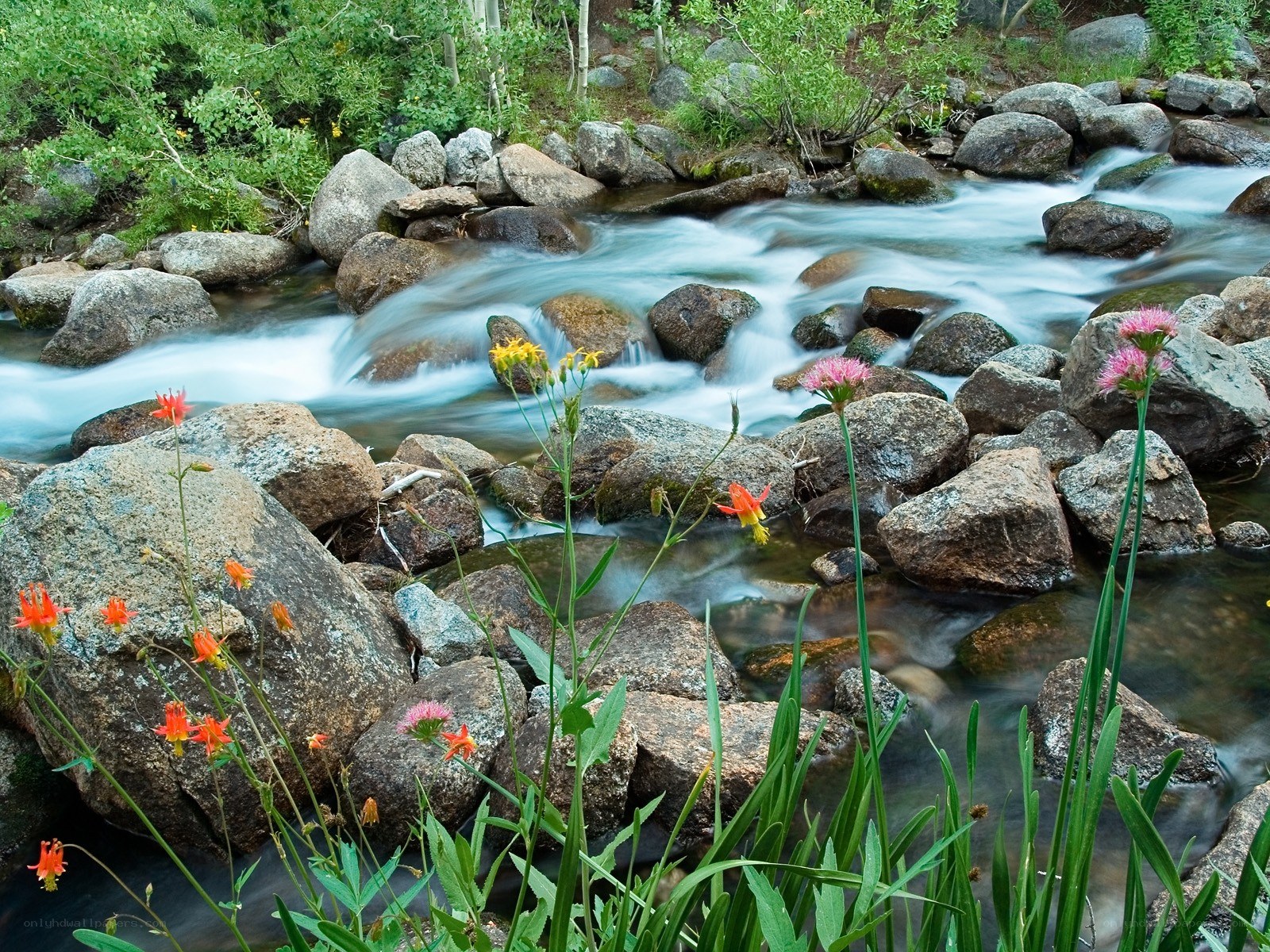 Stream with wildflowers and rocks