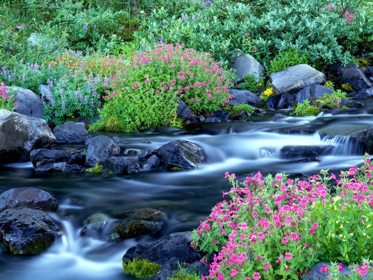 Stream with wildflowers and rocks