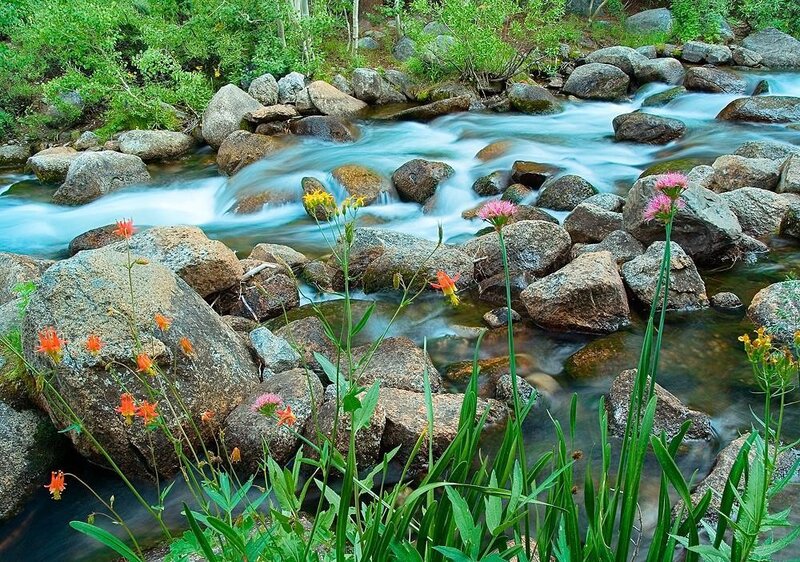Stream with wildflowers and rocks