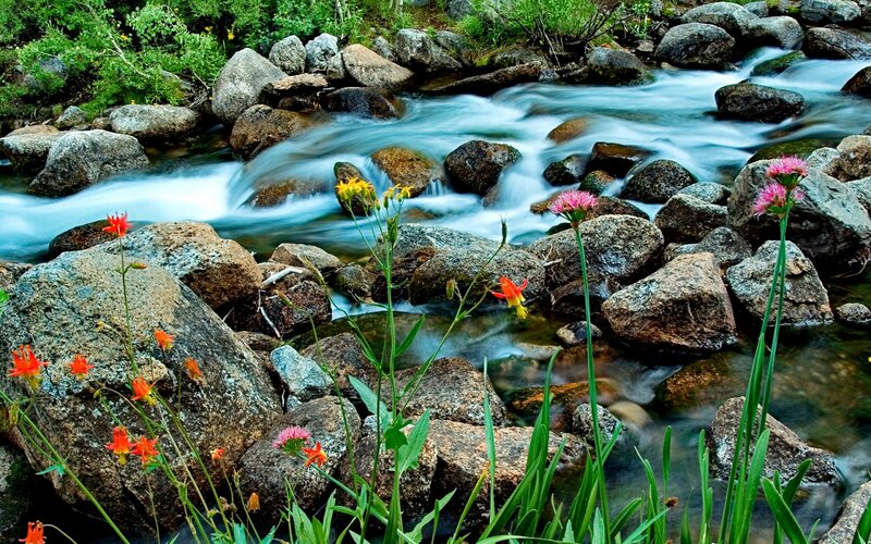 Stream with Wildflowers — Blue