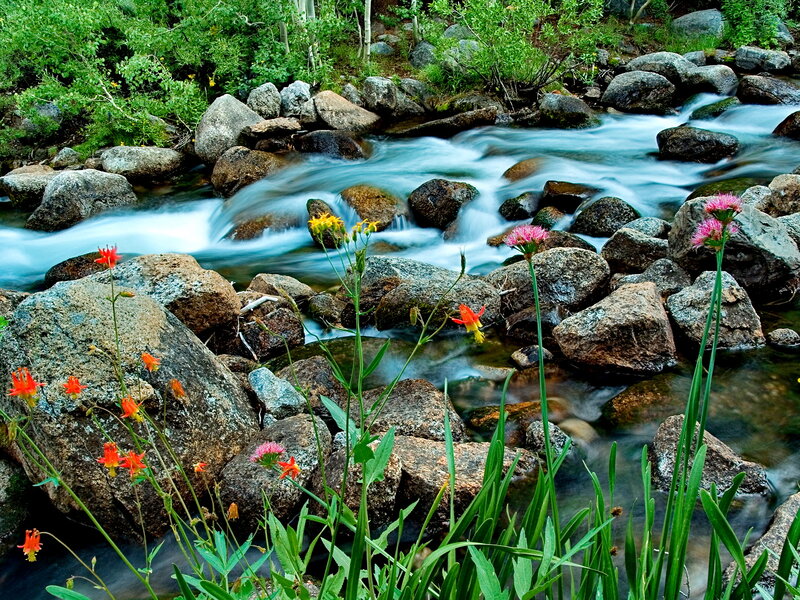 Stream with Wildflowers — Green, Serene, Morning