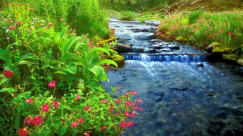Stream with Wildflowers — Green, Serene, Spring, Photograph, Rocks