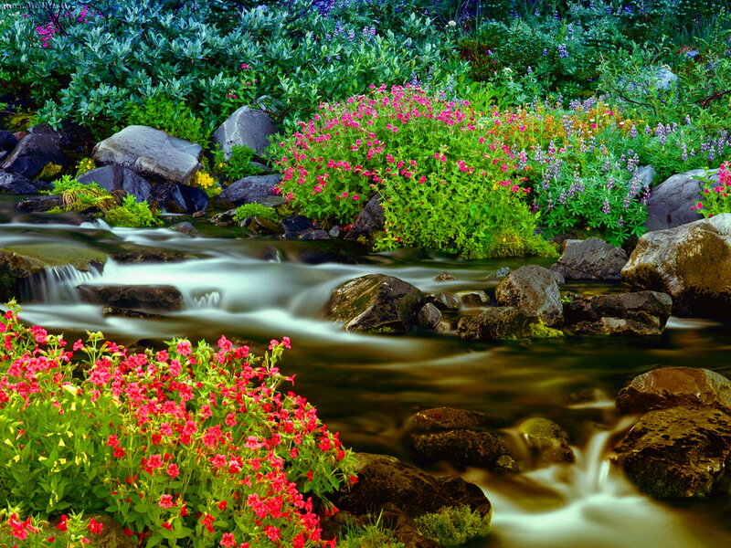 Stream with Wildflowers — Green, Serene, Spring, Photograph