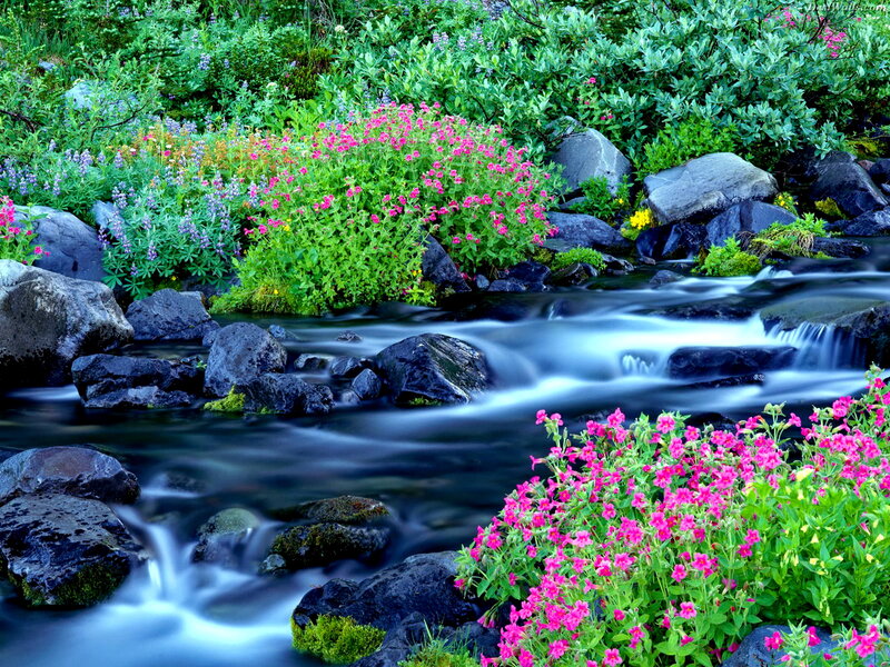 Stream with Wildflowers — Green, Serene, Spring