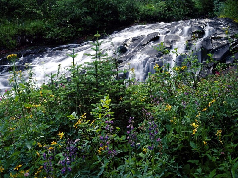 Stream with Wildflowers — Green, Serene, Summer, Photograph, Trees, Rocks