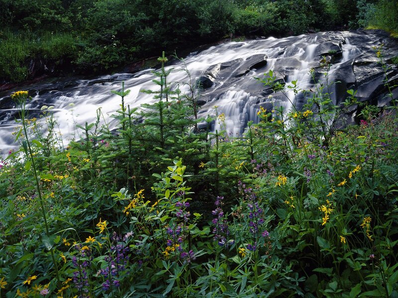 Stream with Wildflowers — Green, Serene, Summer