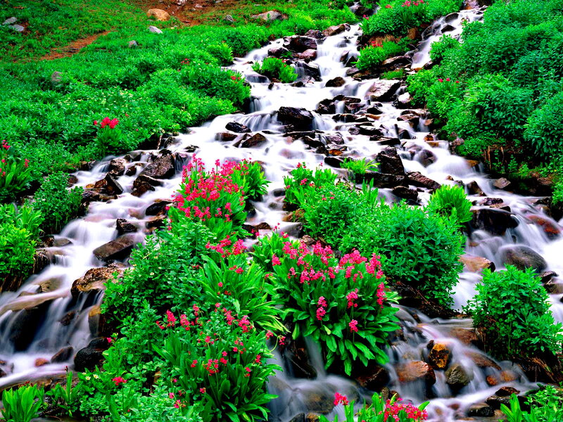 Stream with Wildflowers — Green, Serene
