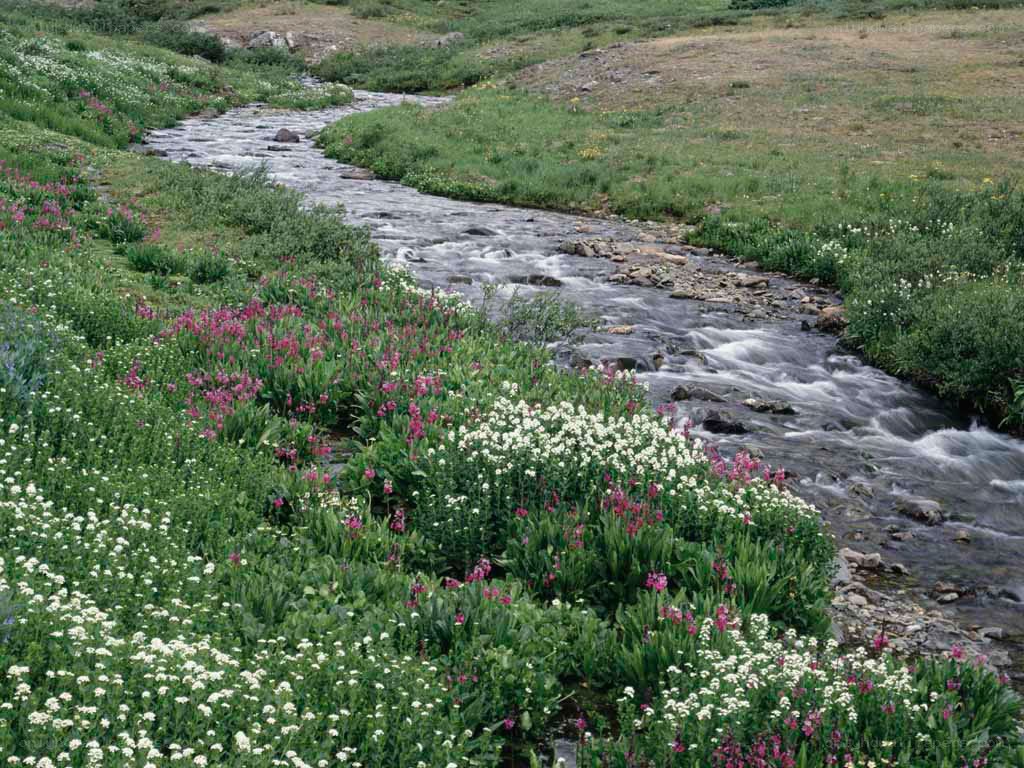 Stream with wildflowers in meadow