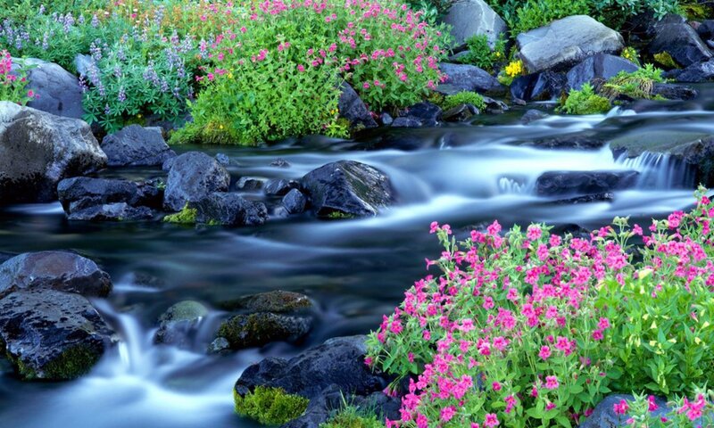 Stream with Wildflowers