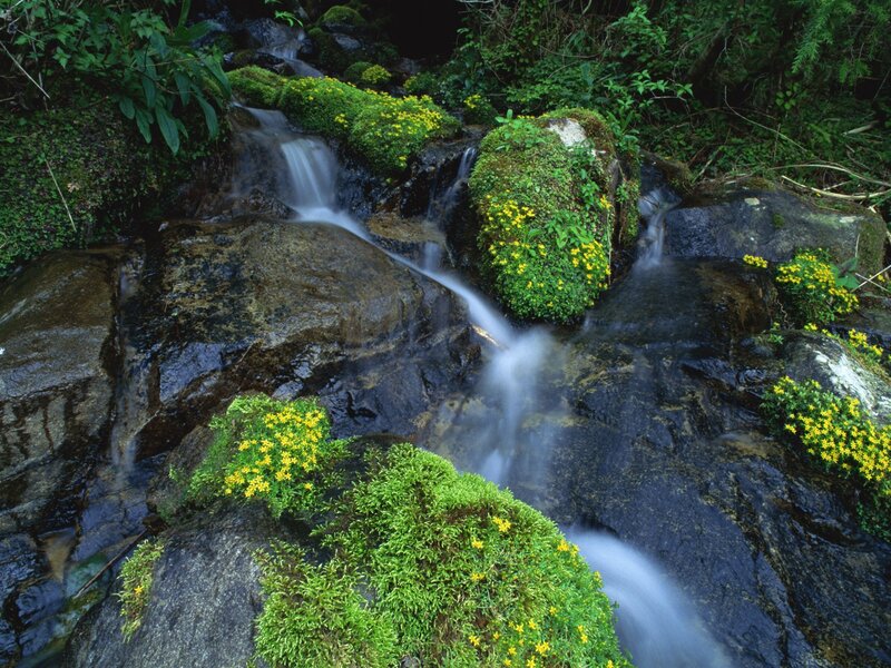 Stream with Yellow Flowers — Green