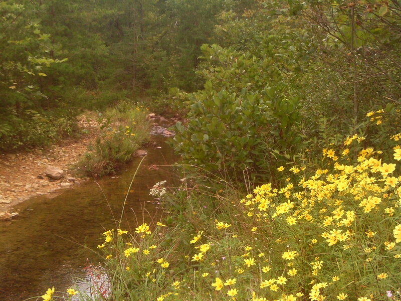 Stream with Yellow Flowers