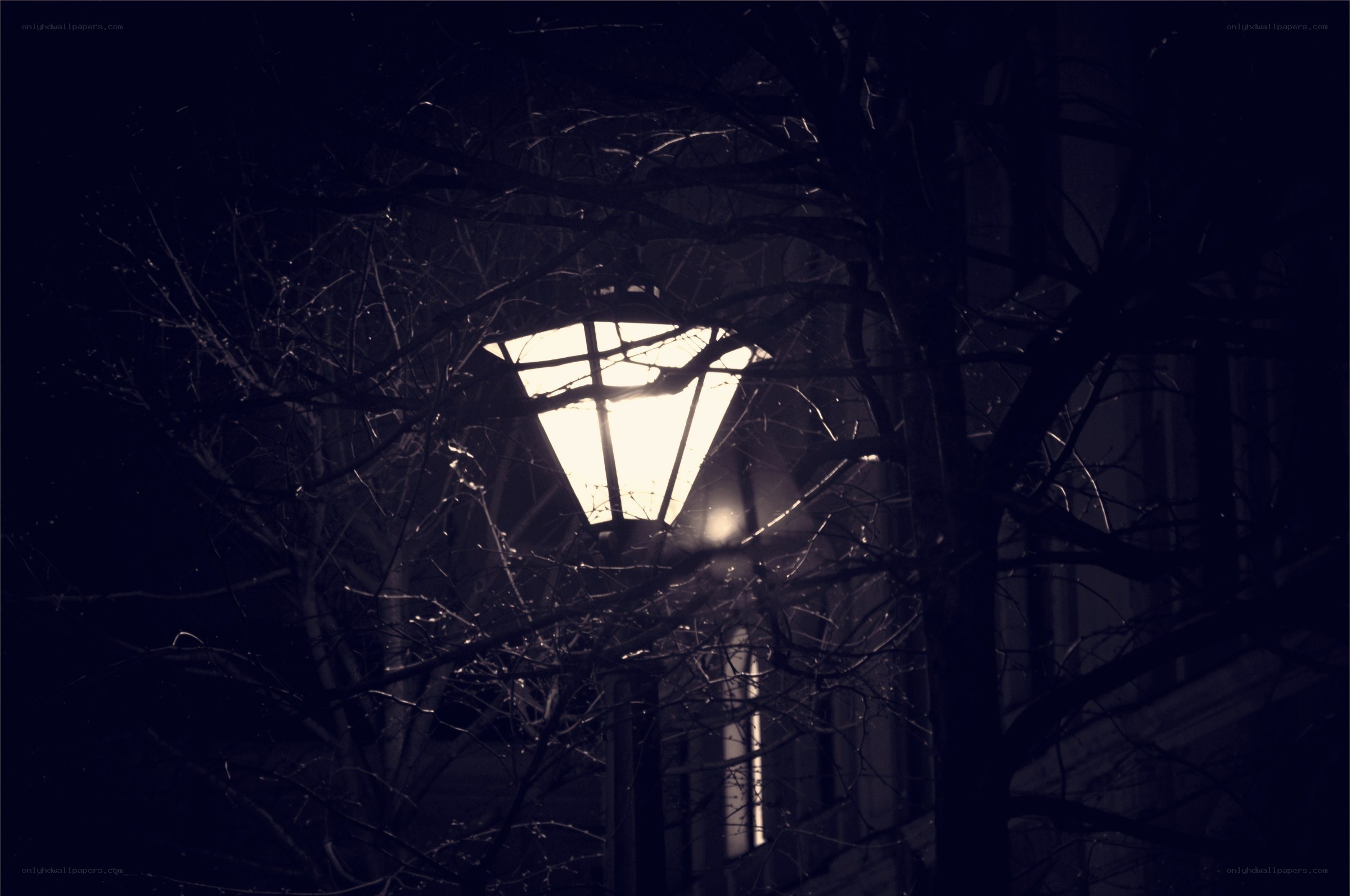 street lamp at night through branches