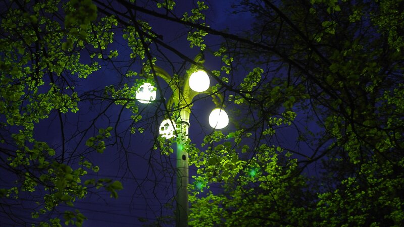 Street lamp at night through trees