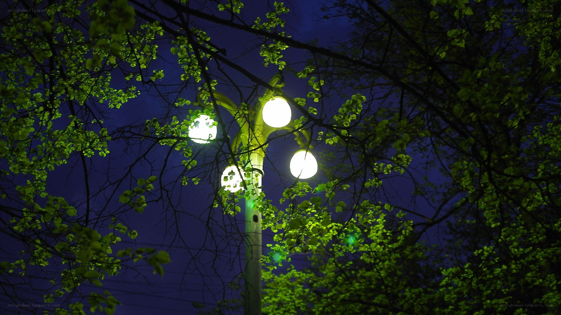Street lamp at night through trees