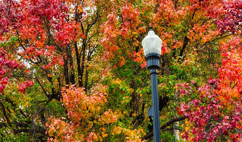 Street Lamp in Autumn — Red