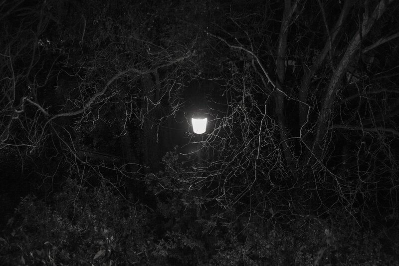 street lamp in dark forest