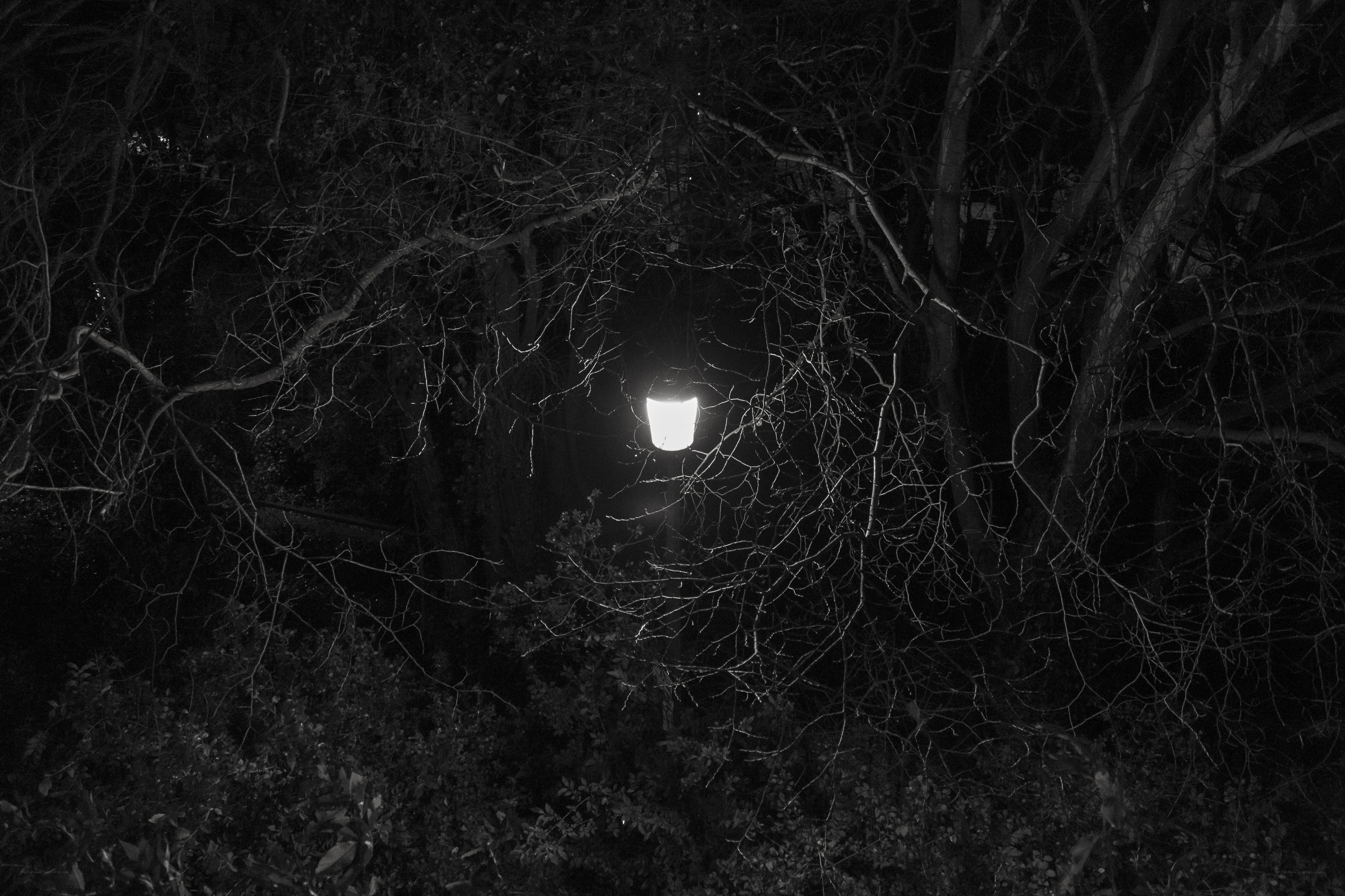 street lamp in dark forest