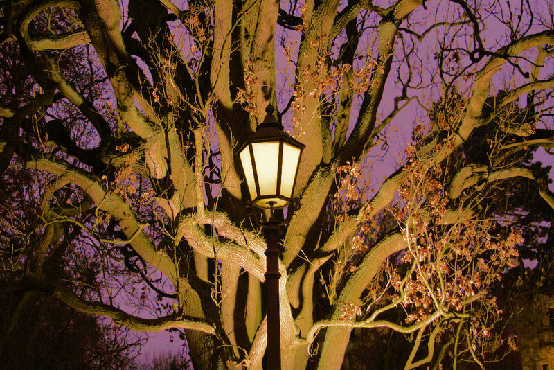 Street Lamp in Tree