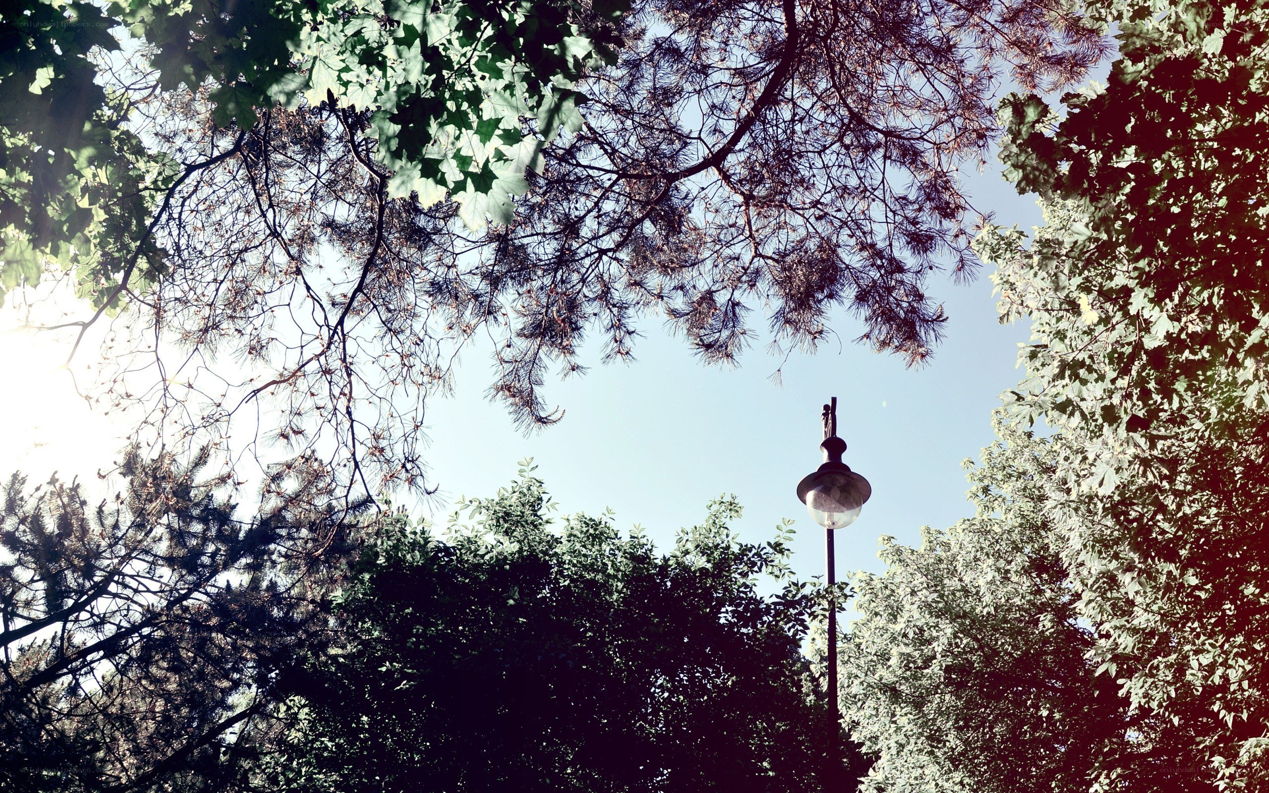 Street lamp under tree canopy