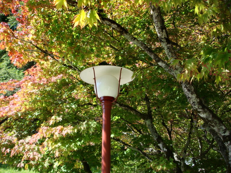 Street Lamp under Tree