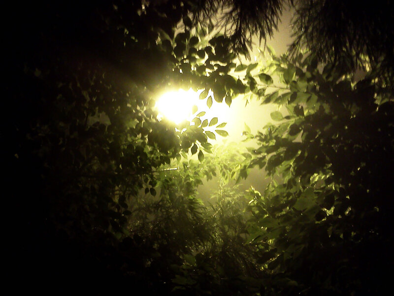 Streetlight Through Leaves