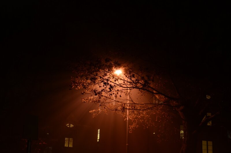 Streetlight through tree branches