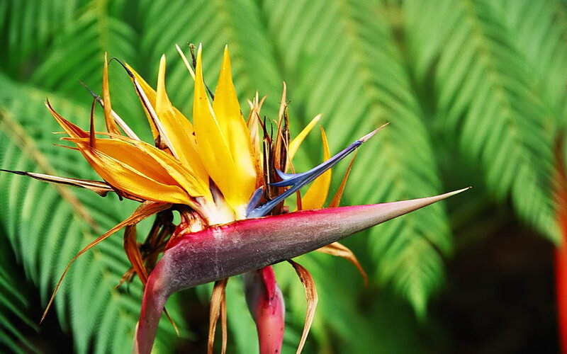 Strelitzia flower in focus