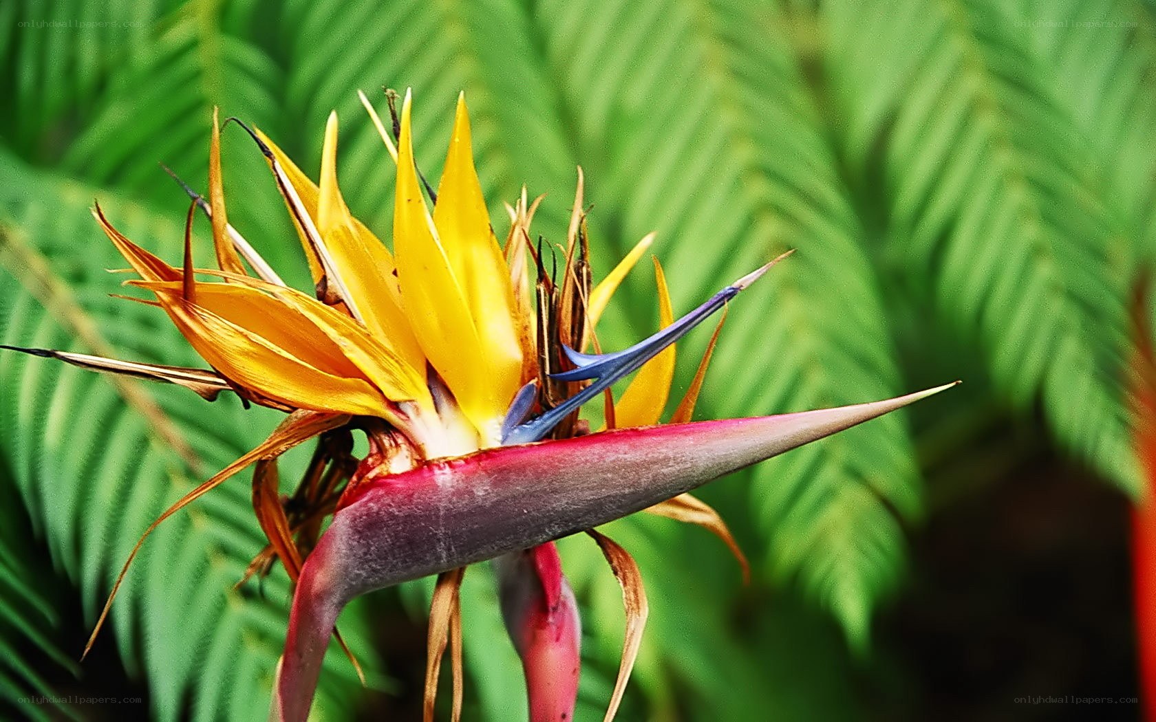 Strelitzia flower in focus
