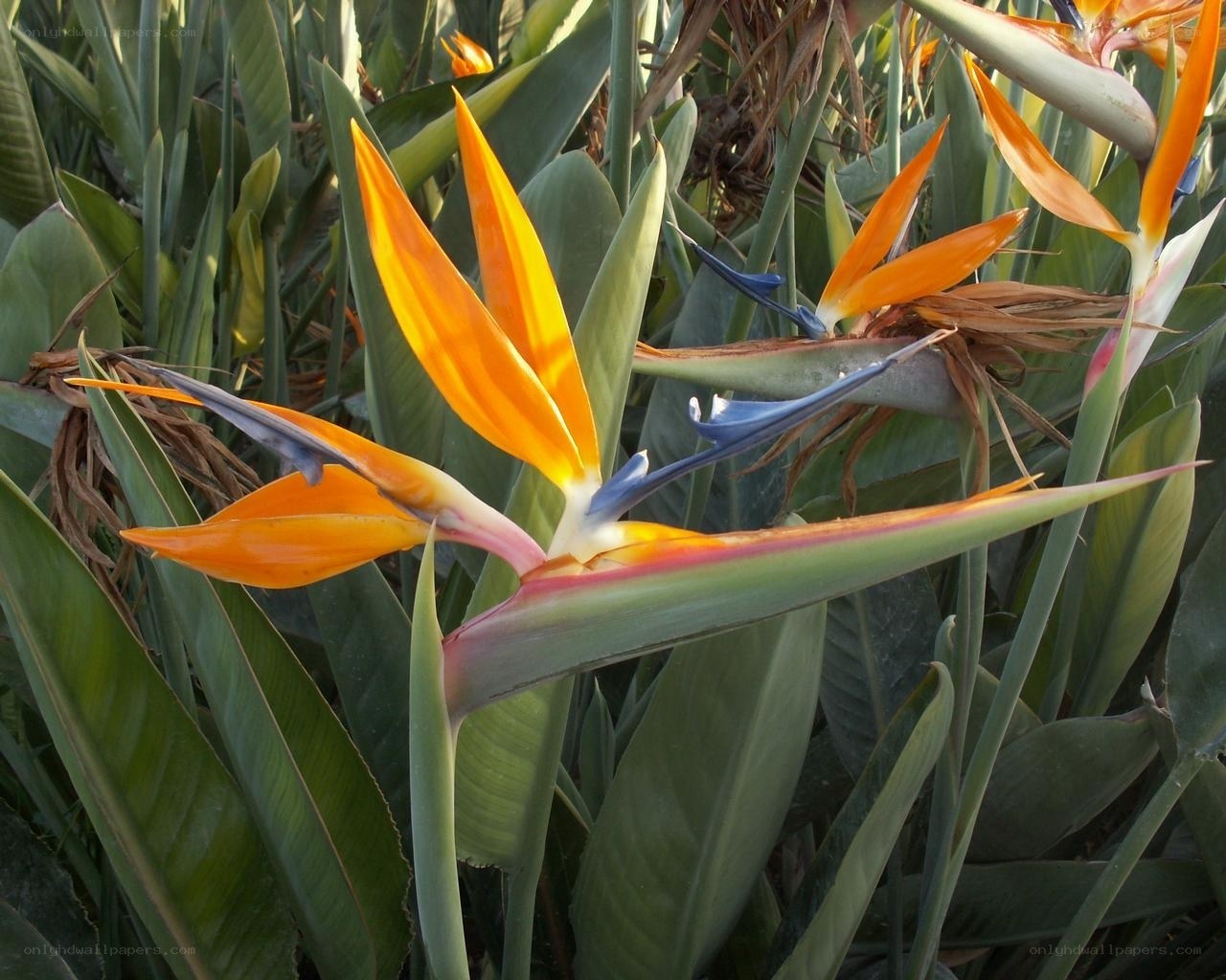 Strelitzia flower in garden