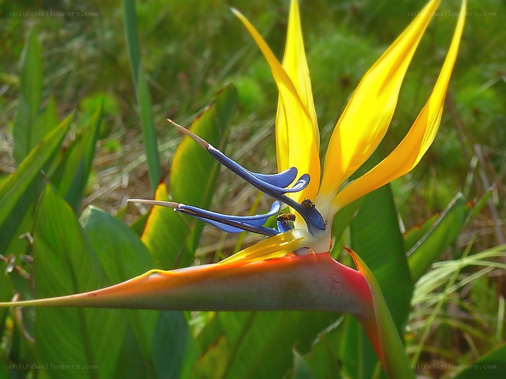 Strelitzia flower in sunlight