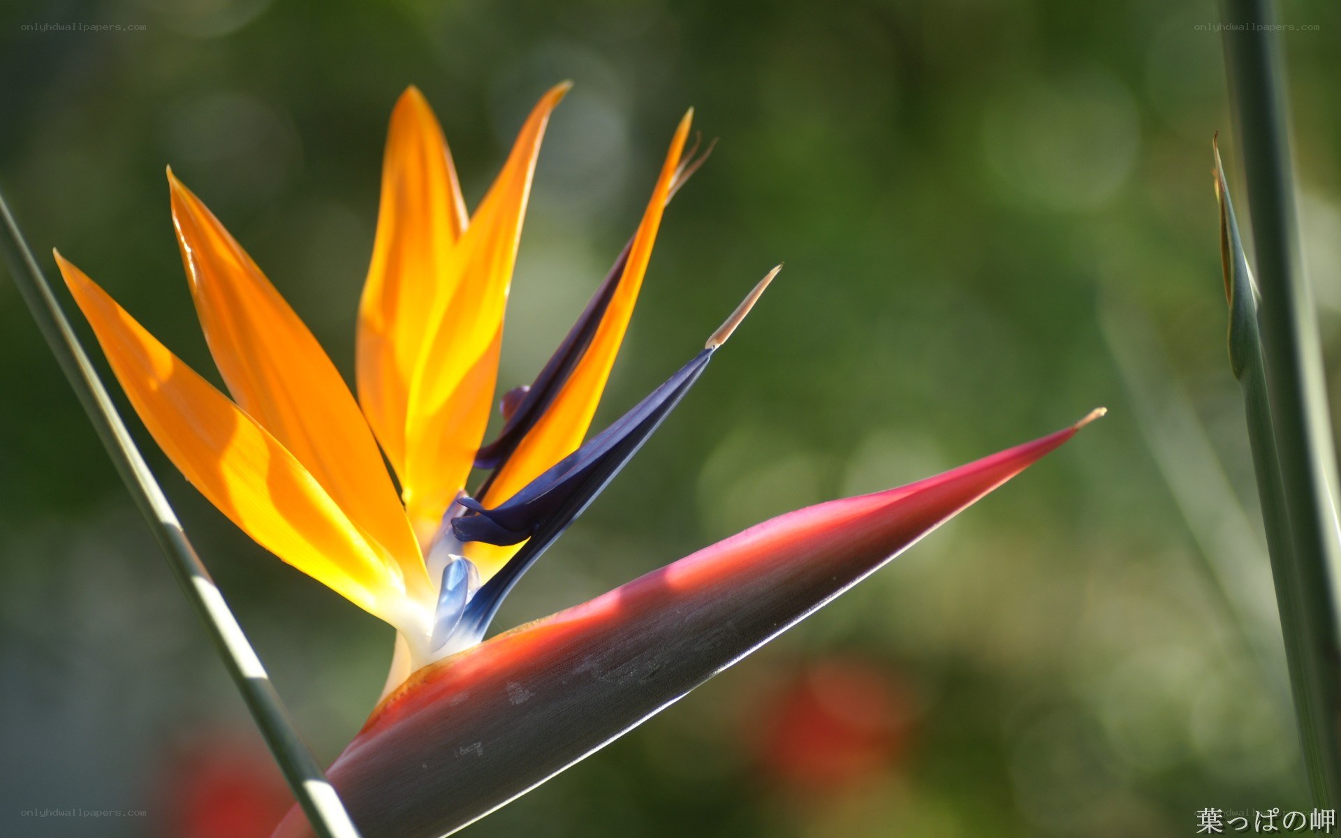 Strelitzia flower in sunlight