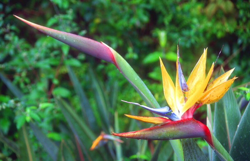 Strelitzia flower in tropical garden