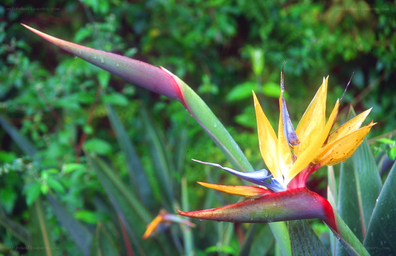 Strelitzia flower in tropical garden
