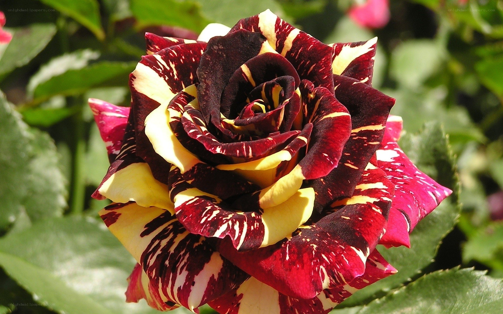 striking red and yellow rose