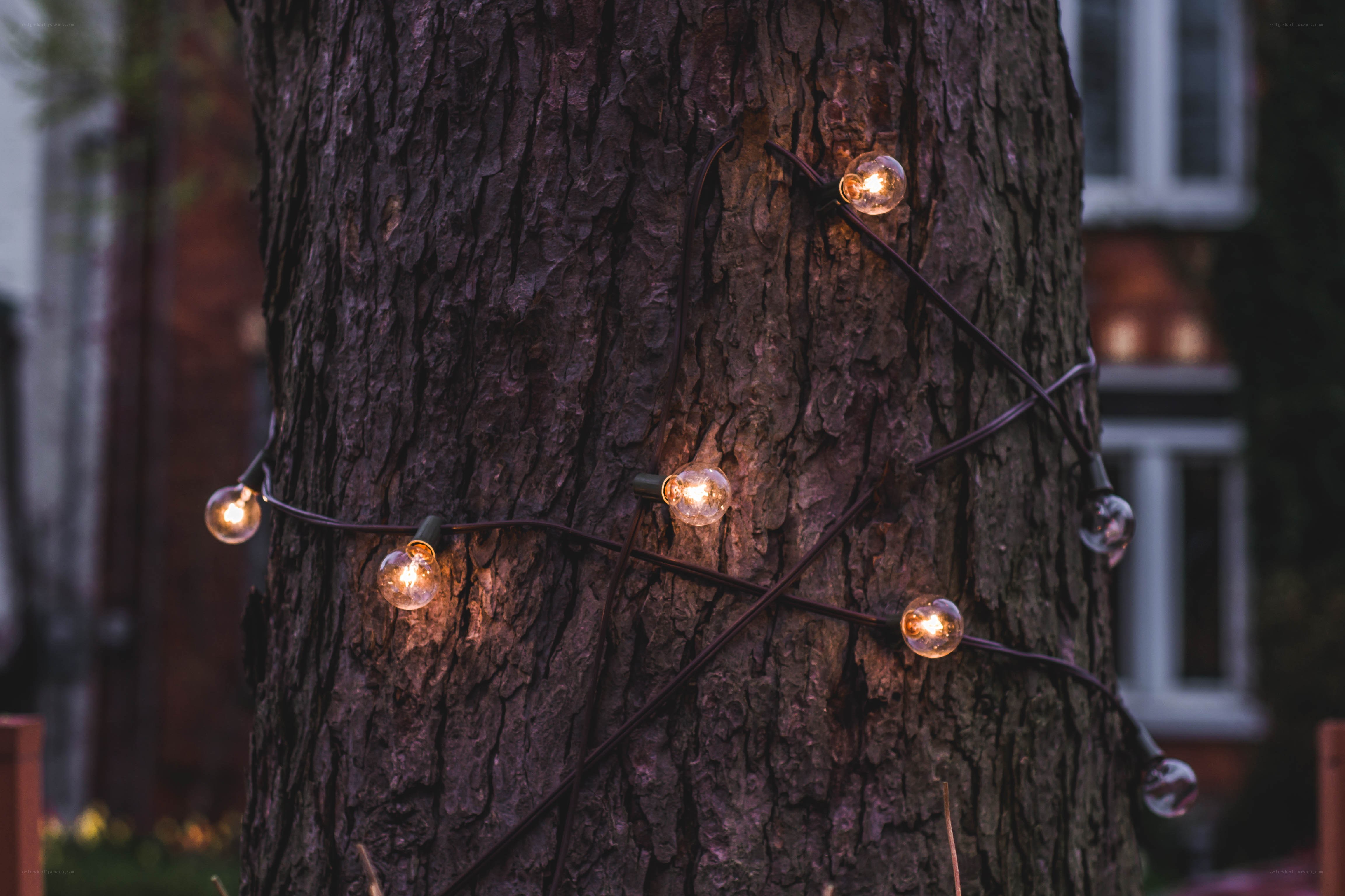 String lights on a tree