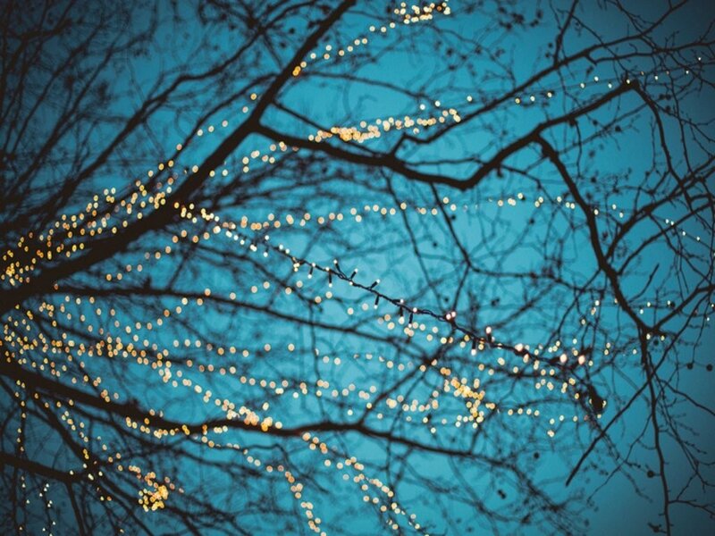String Lights on Tree Branches