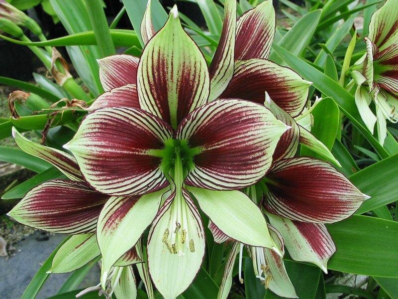 Striped Amaryllis Flower