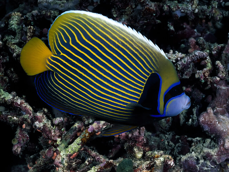Striped Angelfish — Blue