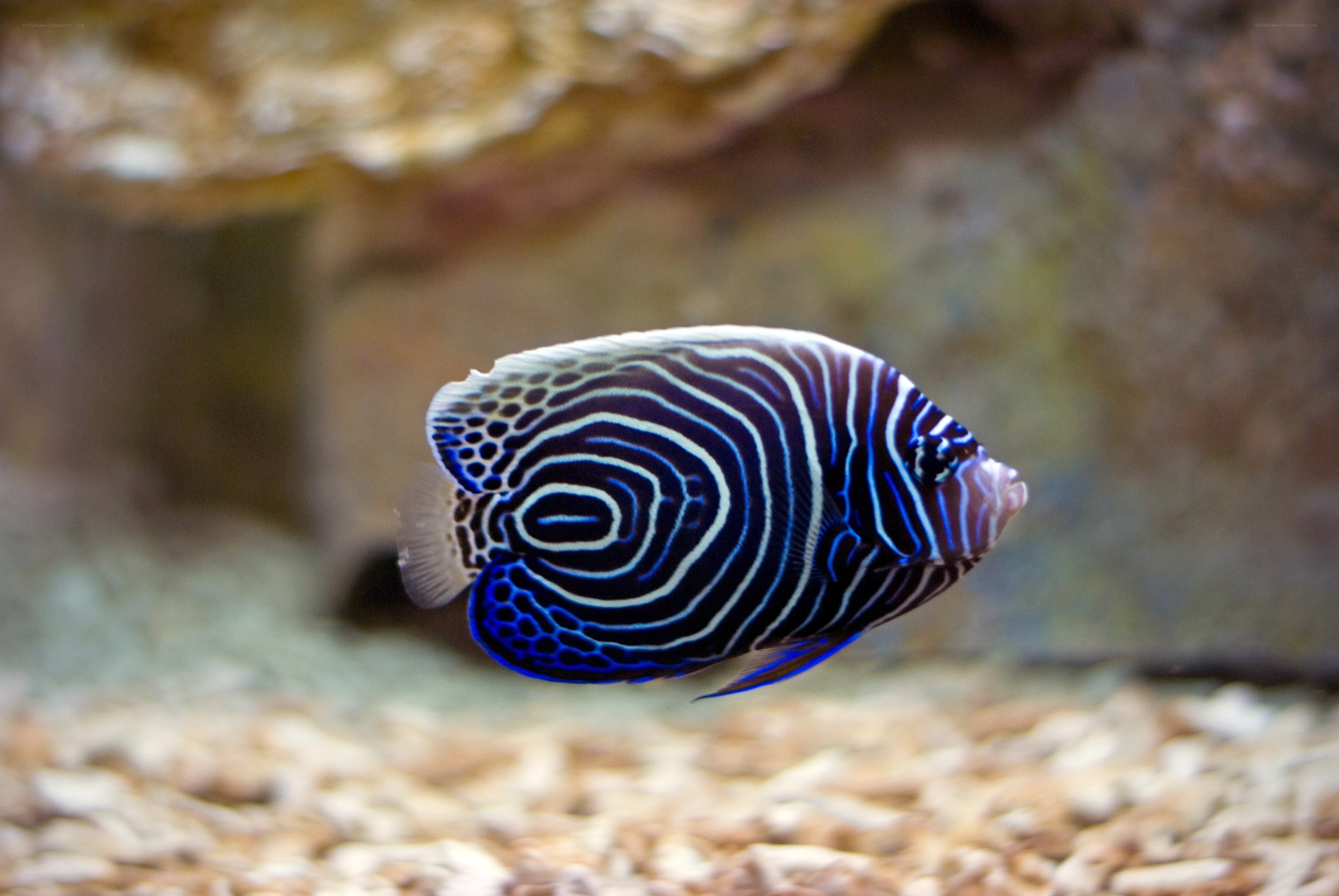 striped angelfish in aquarium