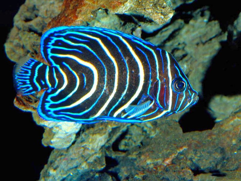 Striped angelfish in coral reef