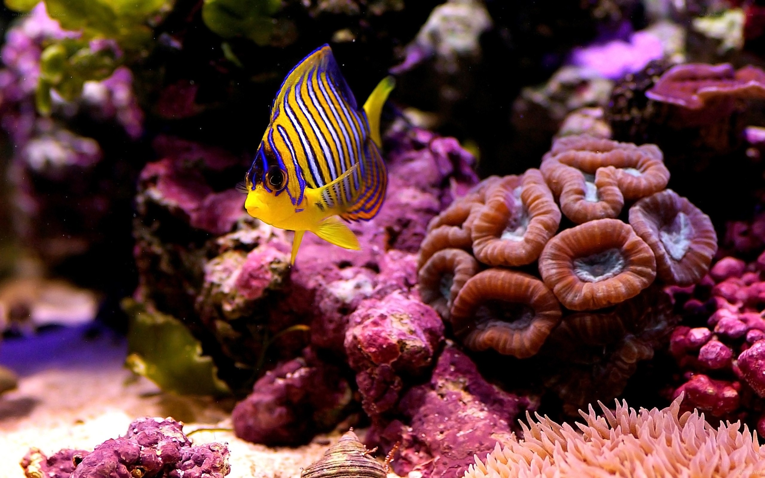 Striped angelfish in coral reef