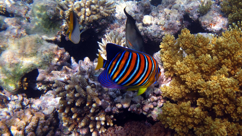 Striped Angelfish in Coral