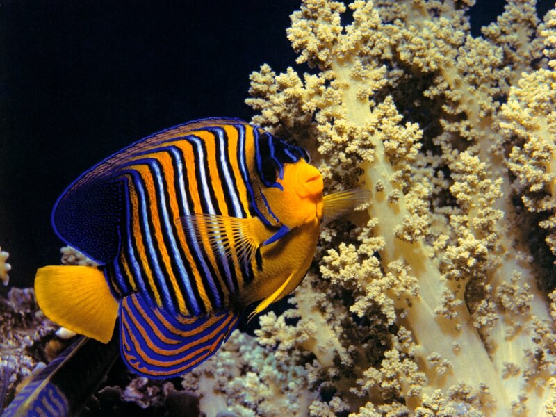 Striped angelfish near coral