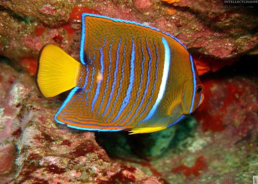 striped angelfish on coral reef
