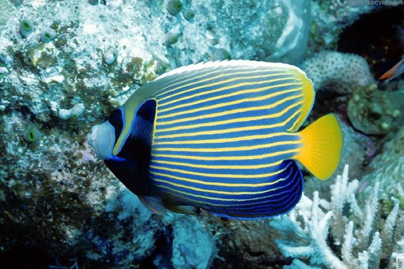 striped angelfish on coral reef