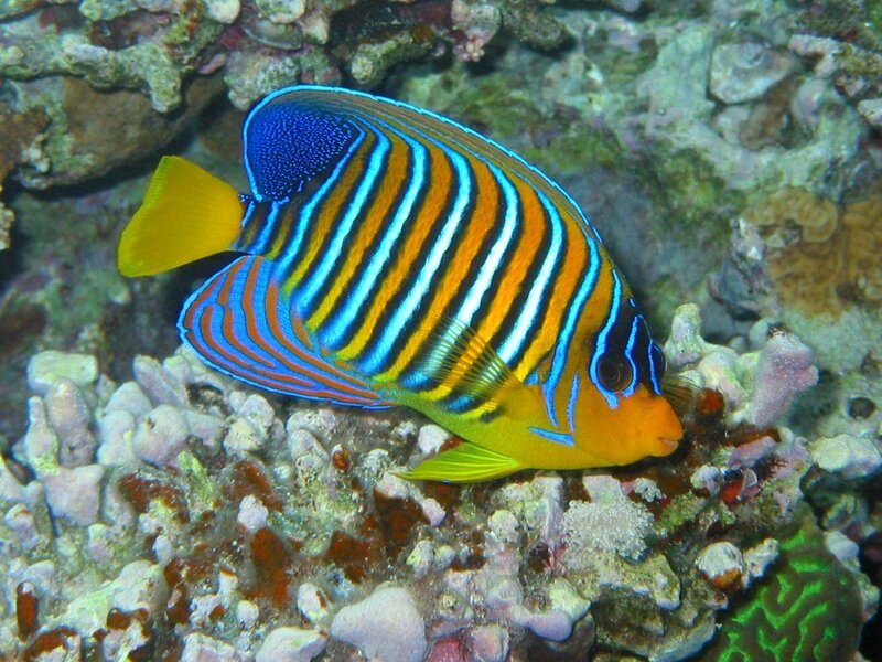 striped angelfish on coral reef