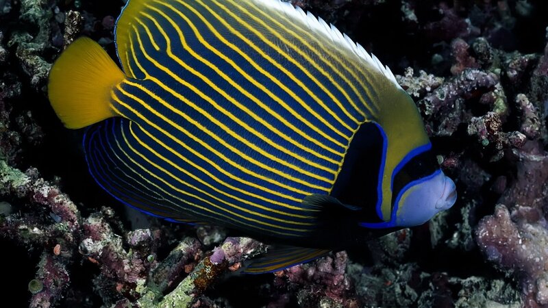 striped angelfish on coral reef