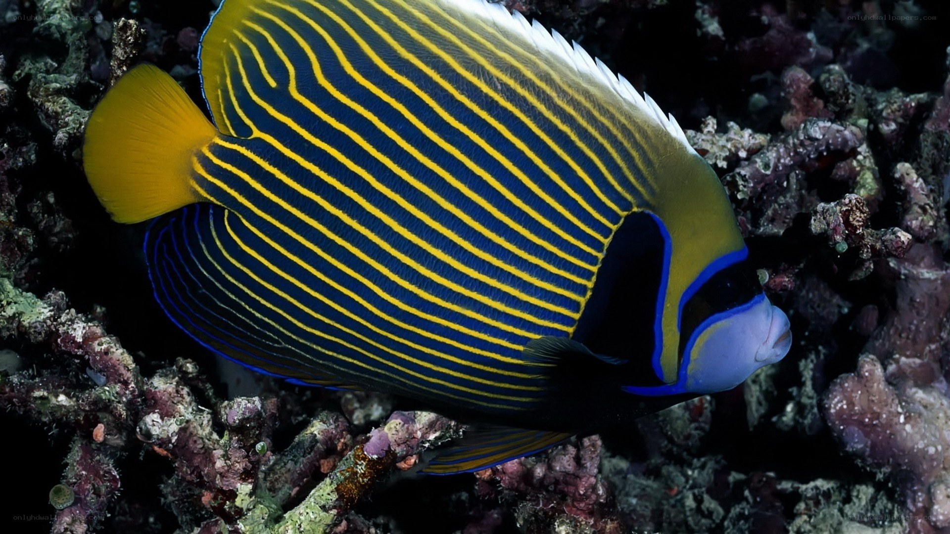 striped angelfish on coral reef