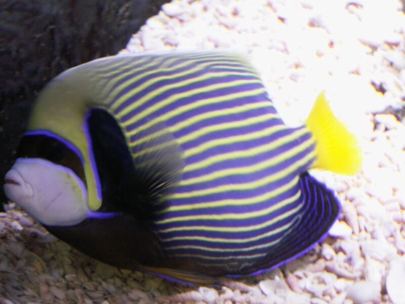 Striped Angelfish