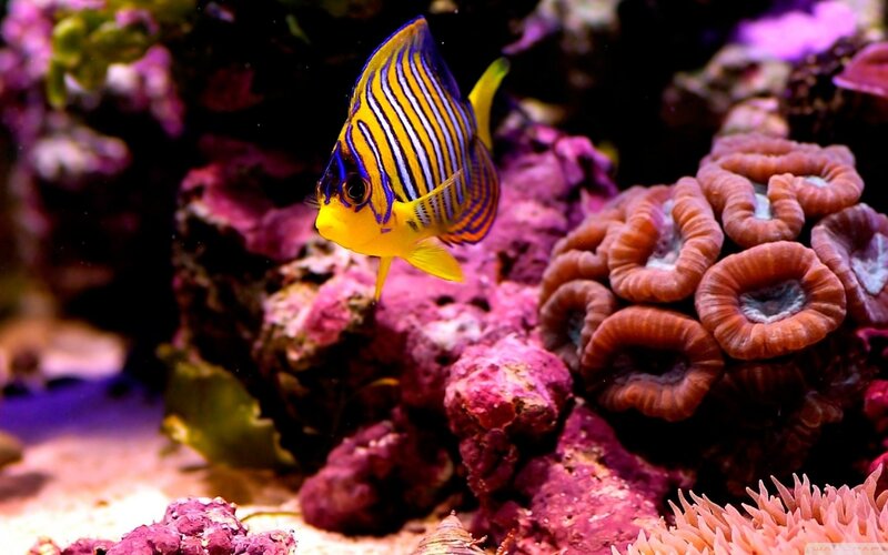 Striped Angelfish — Yellow, Vibrant, Photograph, Coral, Anemone, Rock